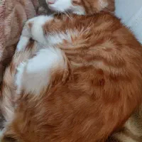 واگذاری گربه خانگی به شرط نگهداری|گربه|پرند, فاز ۶|دیوار