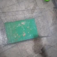 قفس فروش فوری|لوازم جانبی حیوانات|فسا, |دیوار