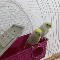 یک جفت مرغ عشق مولد رینبو