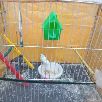 فنچ|پرنده|نهبندان, |دیوار