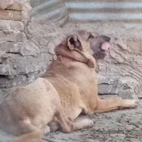 حیوان|سگ|اسدآباد, |دیوار