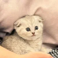 فروش بچه گربه اسکاتیش