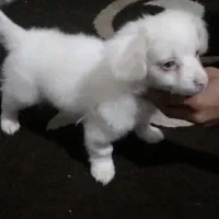 سلام پاپی قشنگ|سگ|بهشهر, |دیوار