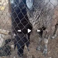 بره قوچ چینی دو رگ بهترین رنگ ونژاد|حیوانات مزرعه|شیراز, دانشکده دامپزشکی شیراز|دیوار