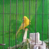 قناری لیمویی بخون