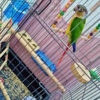 طوطی  گرینچیک دستی نر باتست یلوساید|پرنده|مشهد, کوی سیدی|دیوار