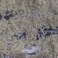 برنج ایرانی فجر|خوردنی و آشامیدنی|مشهد, قائم|دیوار