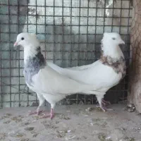 طوقی|پرنده|مبارکه, |دیوار