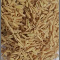 فروش تخم جو علی کاظمی محلی