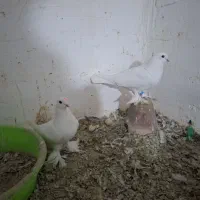 کبوتر فروشی لوتی و شازده و سررور