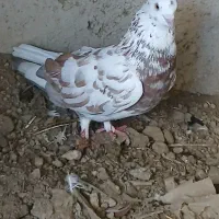 دو عدد کبوتر نر فوق پرش|پرنده|کلاله, |دیوار