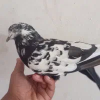 سه‌عدد‌کبوتر‌|پرنده|گمیشان, |دیوار