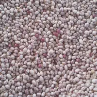 لوبیا چیتی درجه۱ درشت|عمده‌فروشی|ایجرود, |دیوار