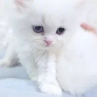 گربه پرشین|گربه|گلستان (تهران), |دیوار