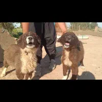 واگذاری توله سگ قدرجونی