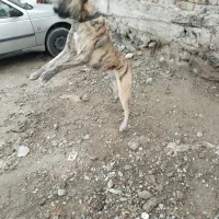واگذاری سگ افغان 10ماهه