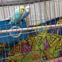 یک جفت مرغ عشق