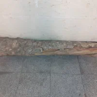 تنه درخت چنار