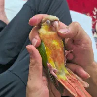 طوطی گرینچیک آنانسی دبل رد با قفس و لوازم کامل|پرنده|نکا, |دیوار