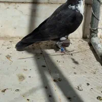 ماده کشکی سیاه|پرنده|فسا, |دیوار