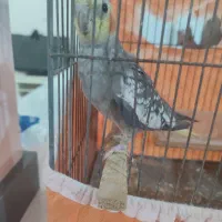 عروس هلندی صحبت میکنه|پرنده|سبزوار, باهنر|دیوار