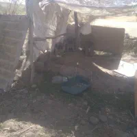 سگ سرابی