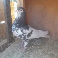 سرک،افشون،دورگ|پرنده|پیر بکران, |دیوار