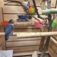 طوطی برزیلی فیشر|پرنده|ارومیه, |دیوار