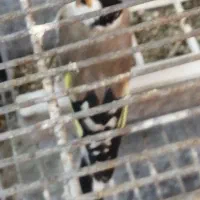 سهره جفتی کلکسیونی|پرنده|شیراز, شهرک جماران|دیوار