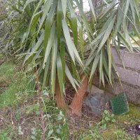 ۵عددیوکا بزرگ تنه قوی وزیبا|گل و گیاه طبیعی|رشت, جانبازان|دیوار