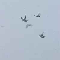 ۶تا دورگ|پرنده|بجنورد, |دیوار