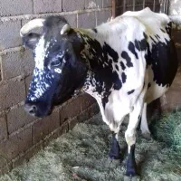 یک عددگاو دورگه با یک گوساله نر سمینتال هشت ماهه|حیوانات مزرعه|بلبان آباد, |دیوار