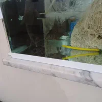 دو عدد ماهی لجنخوار زبر و زرنگ و فعال|ماهی|کرمانشاه, |دیوار