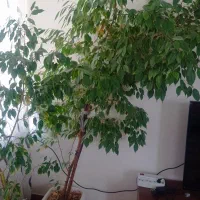 گل بنجامین کاملا سالم|گل و گیاه طبیعی|نقده, |دیوار