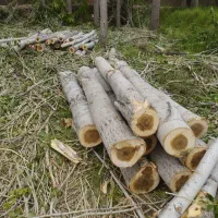 خرید انواع چوب بید صنوبر گردو و ...