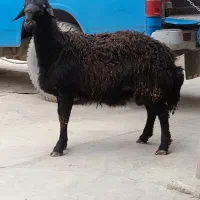 بره قوچ افشاری