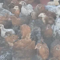 حراج جوجه گلپایگان دو ماهه، سی تا مونده