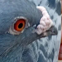 کبوتر نفت پفکی ادرست بارفت