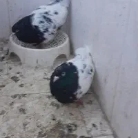 کفتر|پرنده|سبزوار, امام خمینی (ناوی)|دیوار