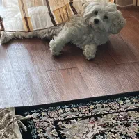 سگ پاکوتاه|سگ|تالش, هشتپر|دیوار