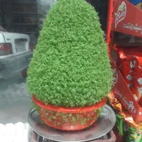 سبزه زیبا مناسب عروسی|گل و گیاه طبیعی|نورآباد, |دیوار