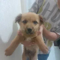 سگ پامر 2ماهه