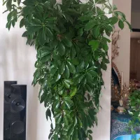مجموعه ای از گلهای طبیعی