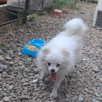 سگ پامر نر اصل|سگ|خرمدره, |دیوار