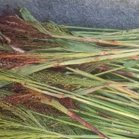جارو درجه یک دسته ای ۱۰۰تومن