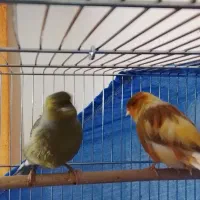 قناری فروشی