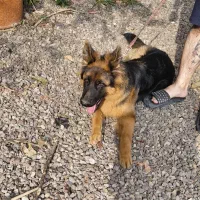 ژرمن شولاین اصیل|سگ|چالوس, |دیوار