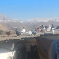 کبوتر رنگی و آلمانی