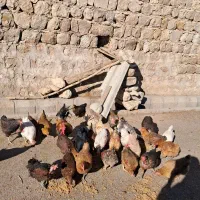 فروش مرغ و بوقلمون