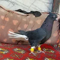 سه تا ماده عروسک|پرنده|قزوین, |دیوار